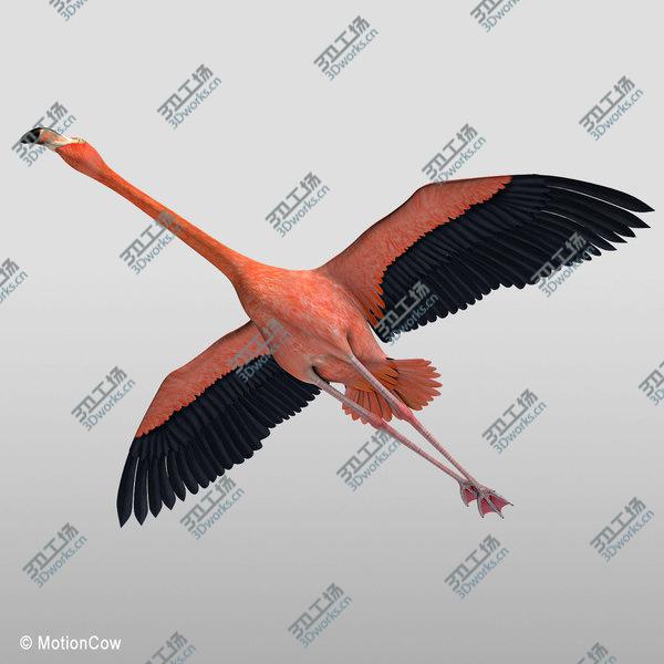 images/goods_img/20210312/Flamingo  Flying/2.jpg